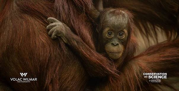 Palm Oil: Sustainability Matters